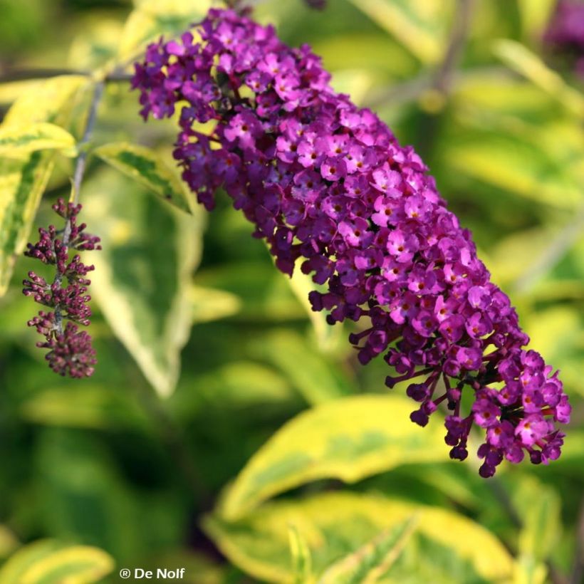 Buddleja davidii Santana - Sommerflieder (Flowering)
