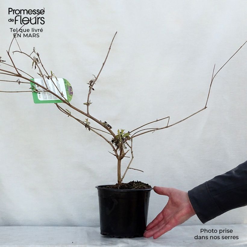 Example of Buddleja davidii Santana - Sommerflieder Topf mit 2L/3L as you get in printemps