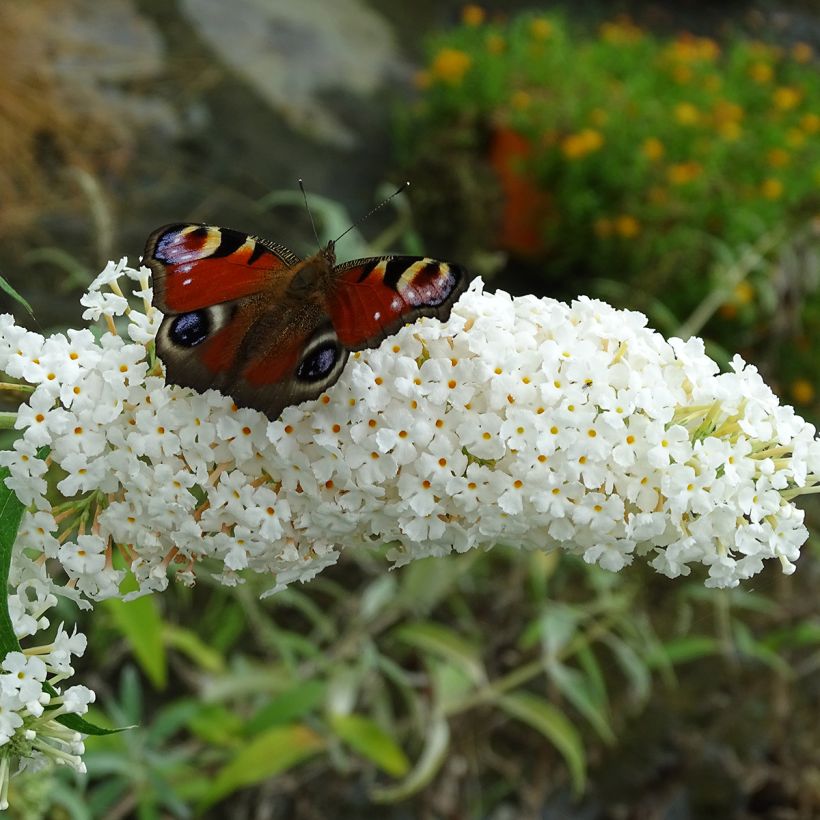 Buddleja davidii White Profusion - Sommerflieder (Blüte)