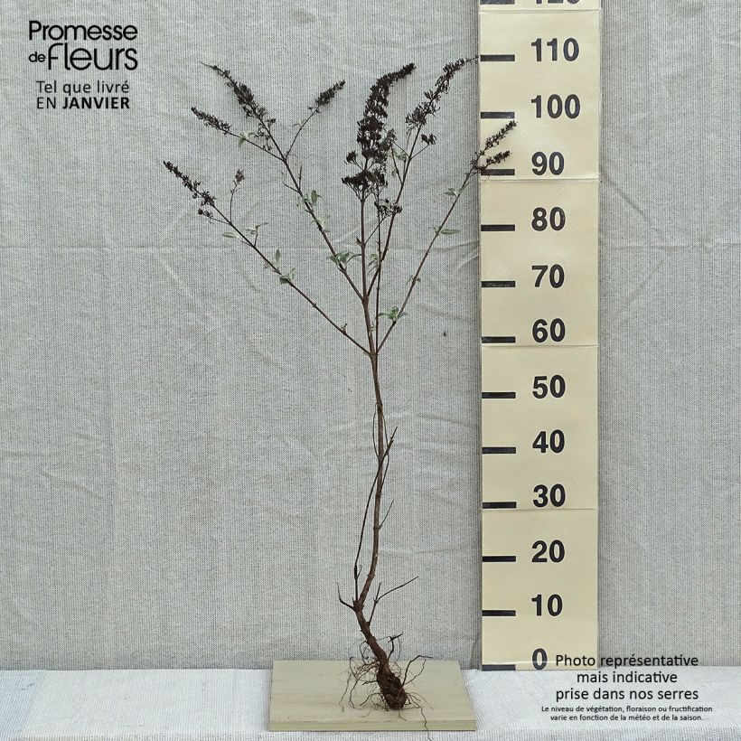 Exemplar von Buddleja davidii White Profusion - Sommerflieder Wurzelnackt wie im Winter geliefert