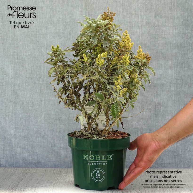 Example of Buddleja glomerata Silver Service - Sommerflieder Topf mit 3L/4L as you get in printemps