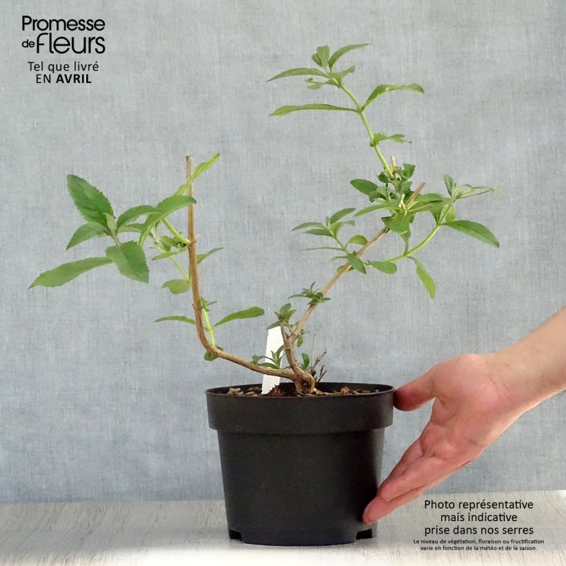 Example of Buddleja weyeriana Sungold - Sommerflieder Topf mit 2L/3L as you get in printemps