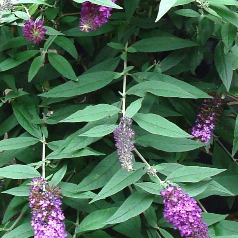 Buddleja davidii BLOOMTASTIC Dreaming Lavender - Sommerflieder (Laub)