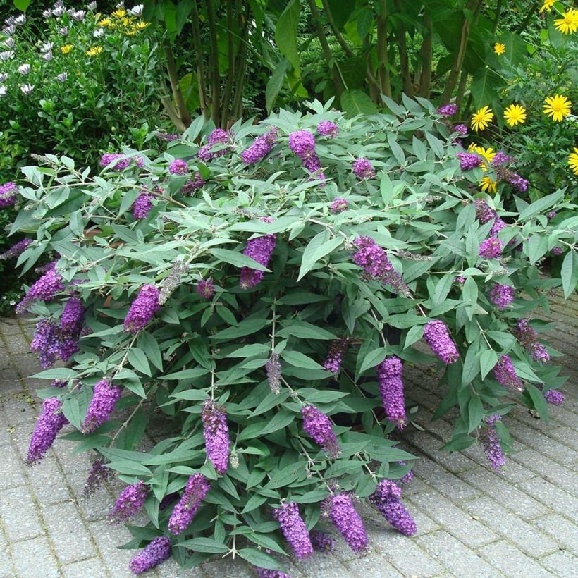 Buddleja davidii BLOOMTASTIC Dreaming Lavender - Sommerflieder (Wuchs)