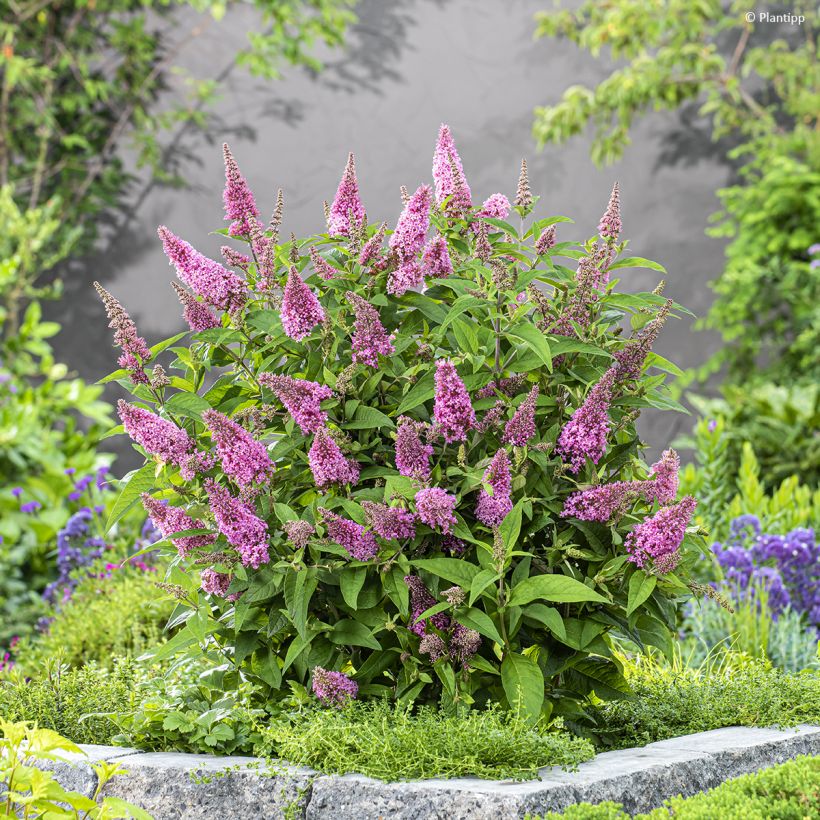 Buddleja davidii Butterfly Candy Little Pink - Sommerflieder (Wuchs)