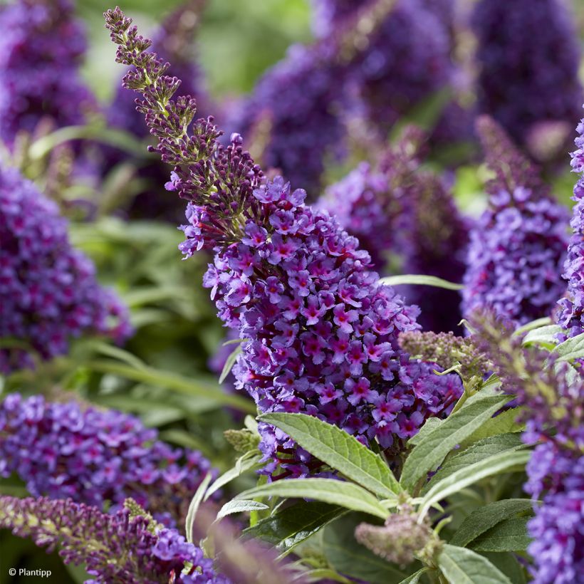 Buddleja davidii Butterfly Candy Little Purple - Sommerflieder (Flowering)