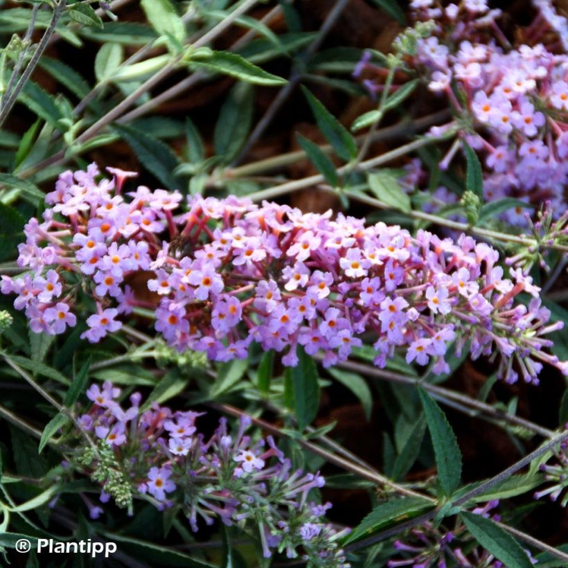 Buddleja davidii Free Petite Lavender Flow - Sommerflieder (Flowering)