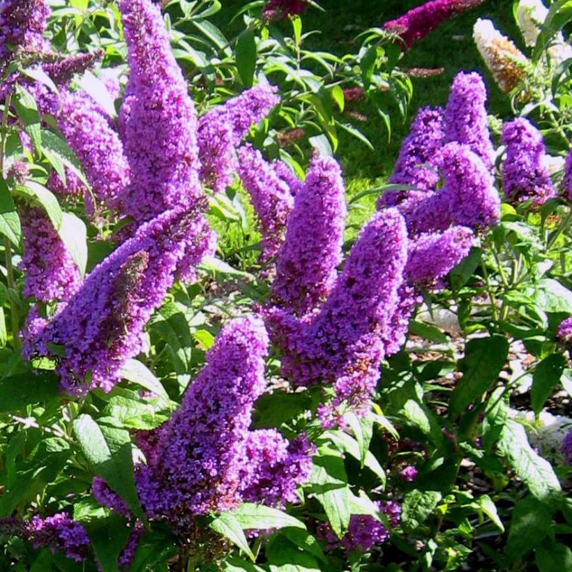Buddleja davidii Peacock - Sommerflieder (Flowering)