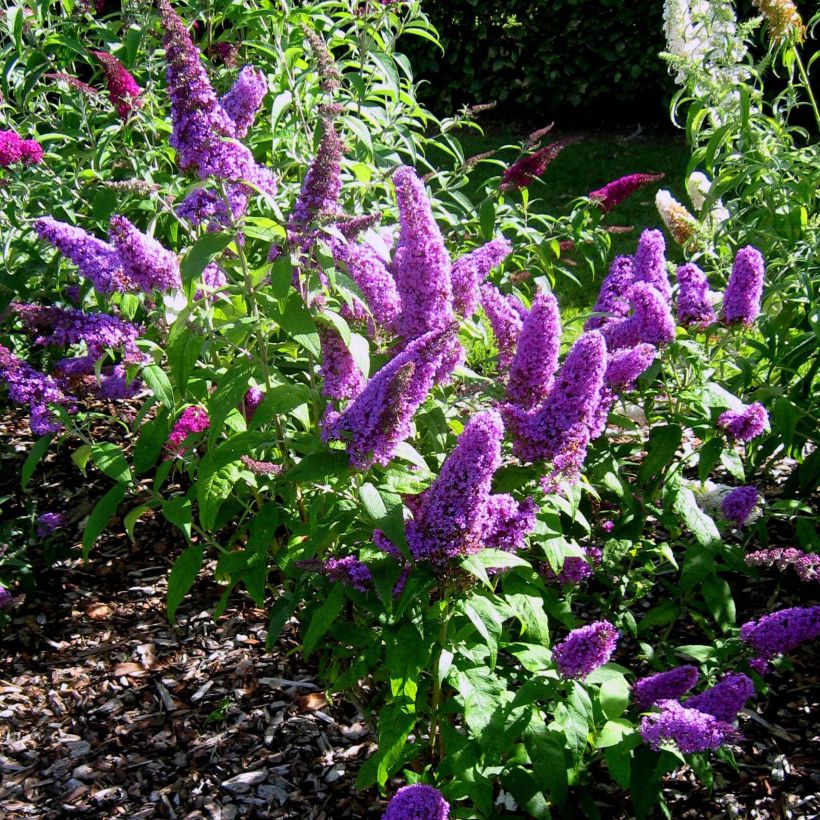 Buddleja davidii Peacock - Sommerflieder (Plant habit)