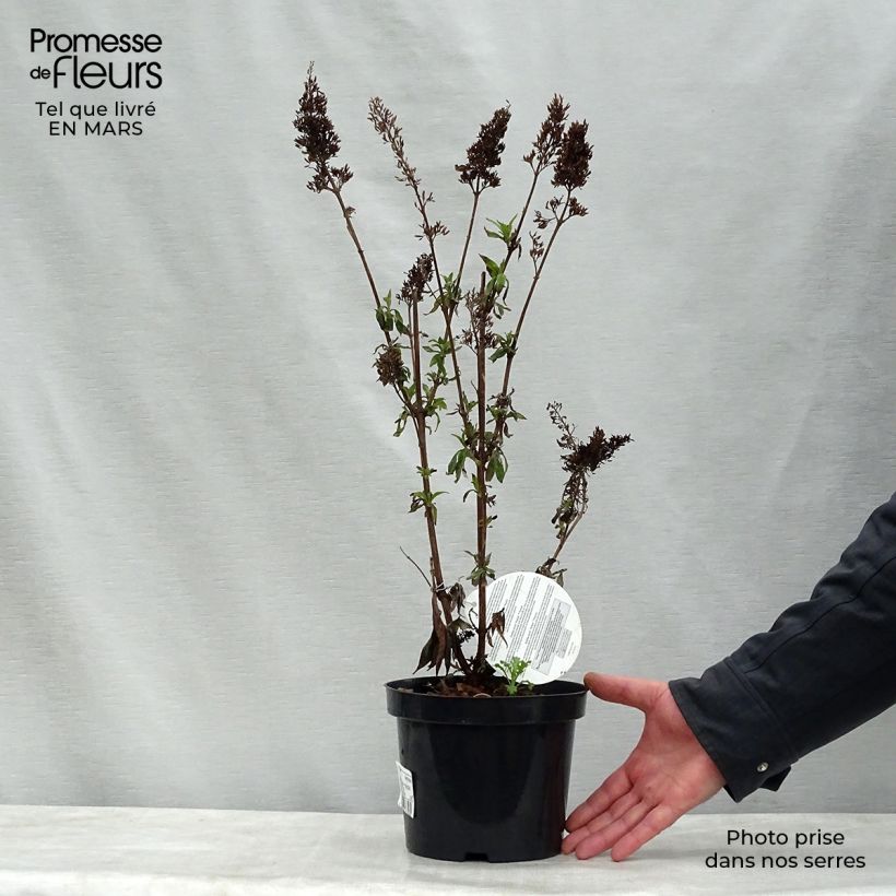 Example of Buddleja davidii Peacock - Sommerflieder Topf mit 3L/4L as you get in printemps