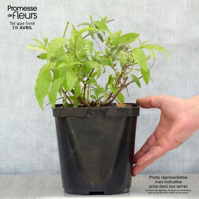 Exemplar von Buddleja davidii Wisteria Lane - Sommerflieder Topf mit 3L/4L wie im Frühjahr geliefert