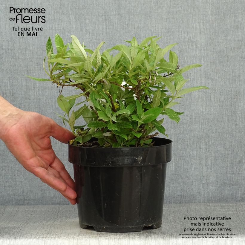 Example of Buddleja davidii Butterfly Candy Lila Sweetheart - Sommerflieder Topf mit 3L/4L as you get in printemps