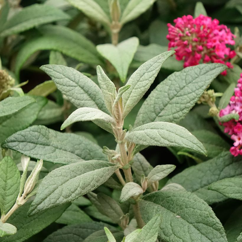Buddleja davidii Butterfly Candy Little Ruby - Sommerflieder (Foliage)