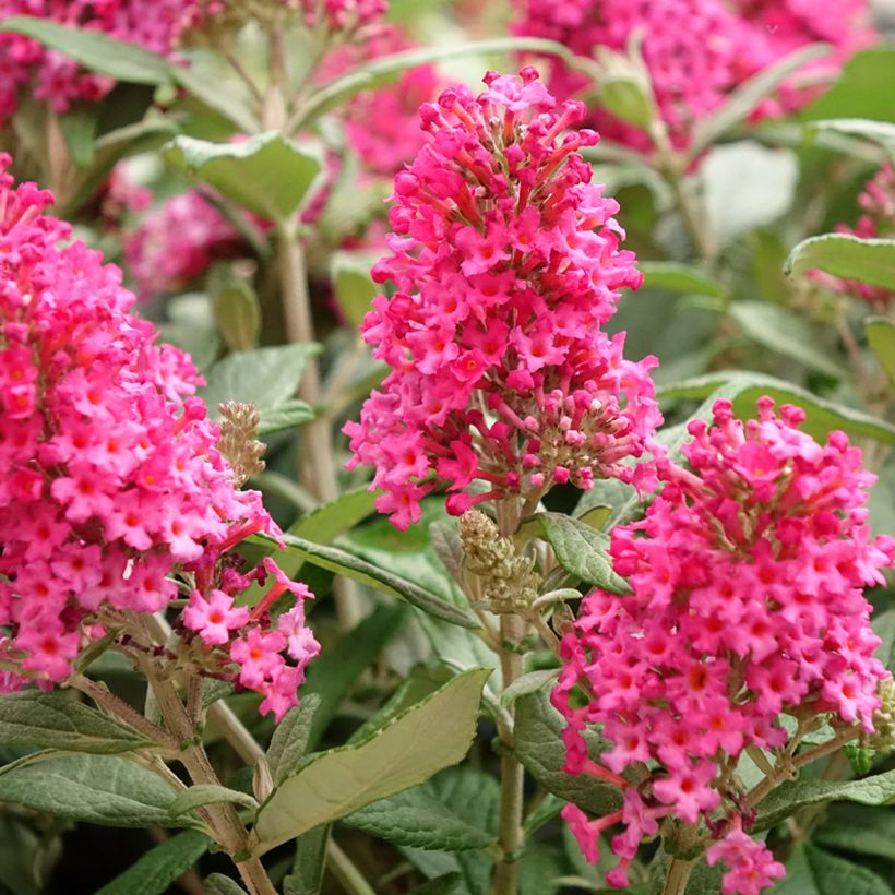 Buddleja davidii Butterfly Candy Little Ruby - Sommerflieder (Flowering)