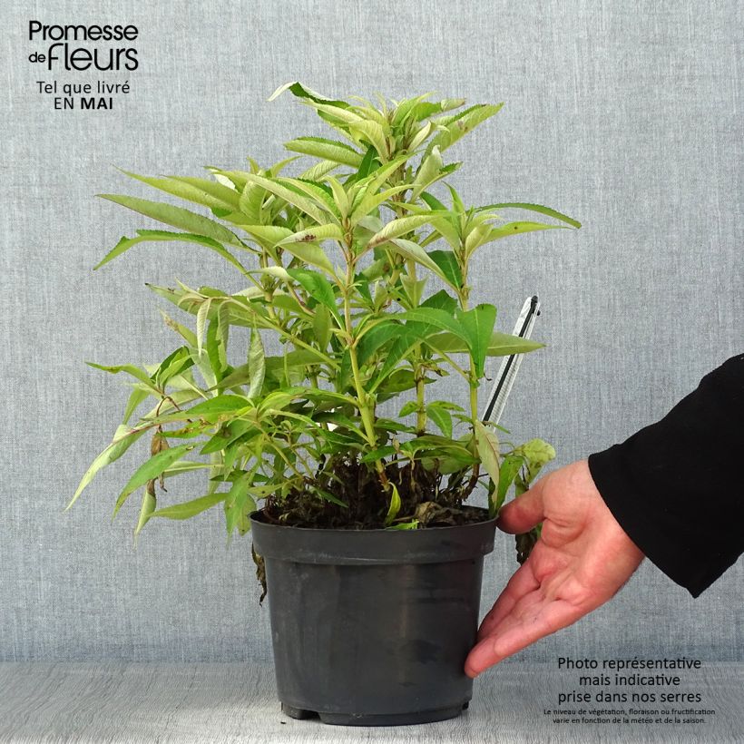 Example of Buddleja davidii Butterfly Candy Little Purple - Sommerflieder Topf mit 3L/4L as you get in printemps