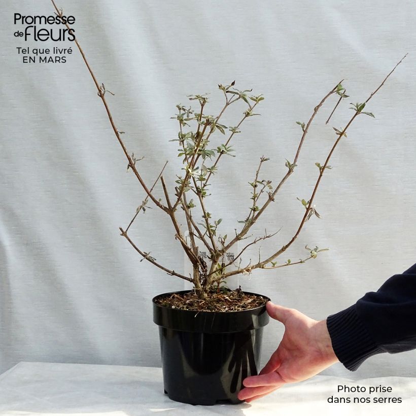 Exemplar von Buddleja davidii Camberwell Beauty - Sommerflieder Topf mit 3L/4L wie im Frühjahr geliefert