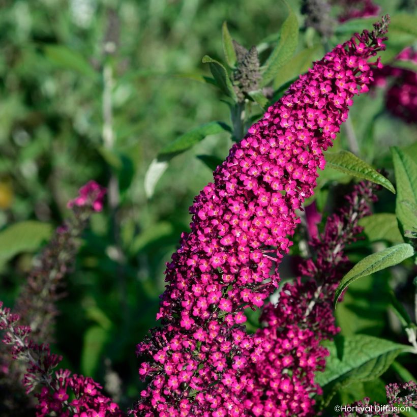 Arbre aux papillons Rêve de Papillon Red (Blüte)