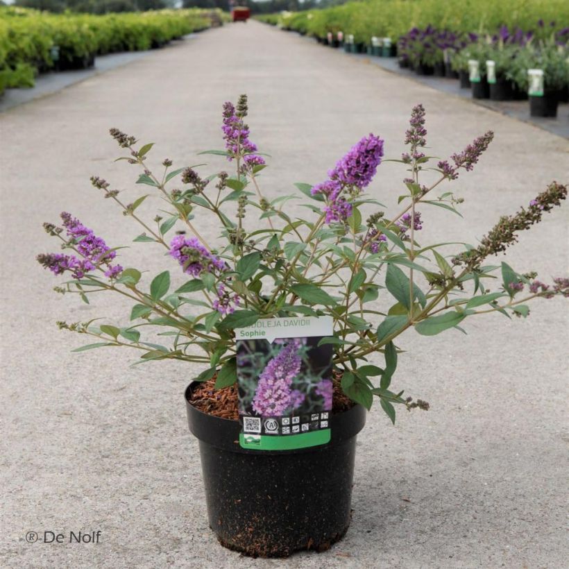 Buddleja davidii Sophie - Sommerflieder (Wuchs)