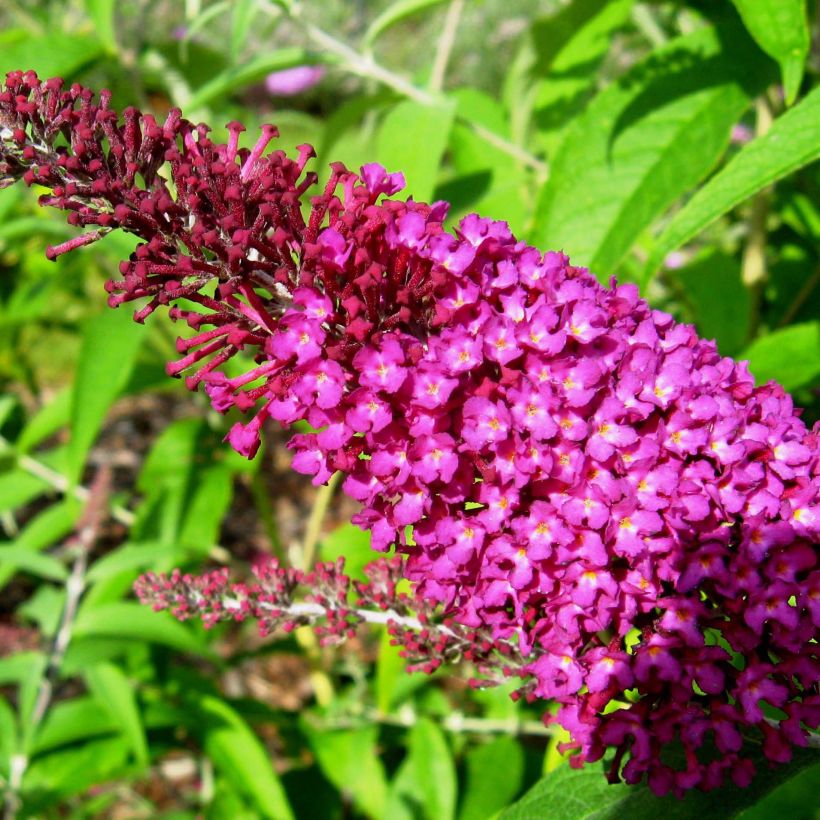 Buddleja davidii Sugar Plum - Sommerflieder (Flowering)