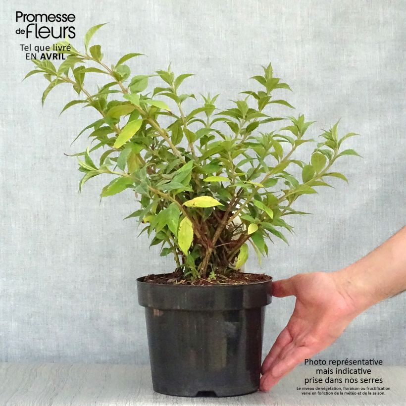 Example of Buddleja davidii Sugar Plum - Sommerflieder Topf mit 3L/4L as you get in printemps