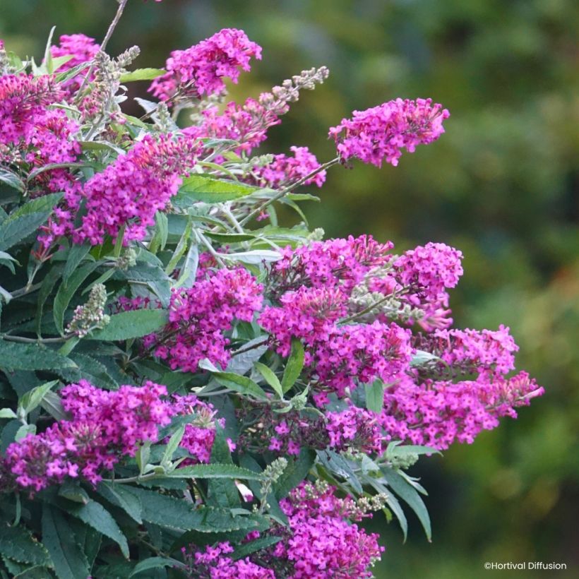 Buddleja davidii Tiny Buddy Hot Pink - Arbre aux papillons nain (Blüte)