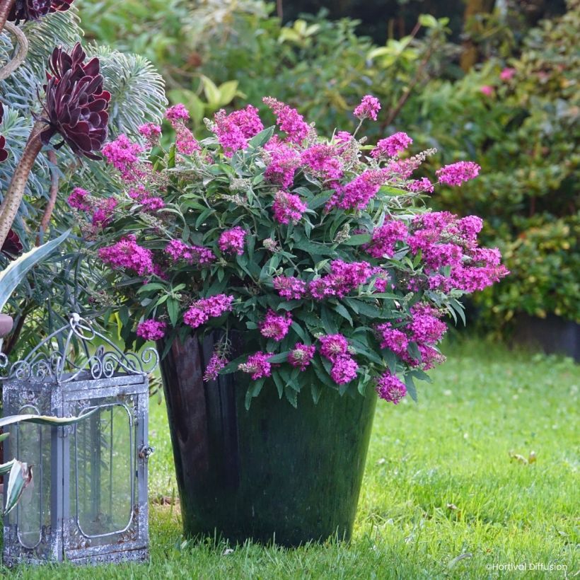 Buddleja davidii Tiny Buddy Hot Pink - Arbre aux papillons nain (Wuchs)