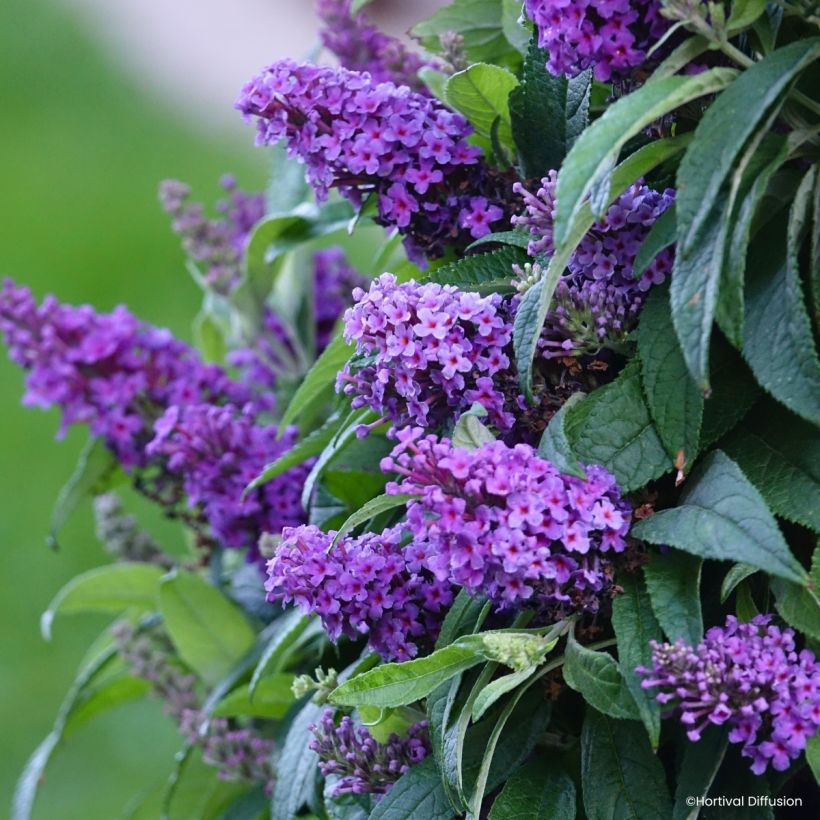 Buddleja davidii Tiny Buddy Violet - Arbre aux papillons nain (Blüte)