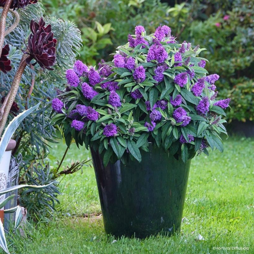 Buddleja davidii Tiny Buddy Violet - Arbre aux papillons nain (Wuchs)