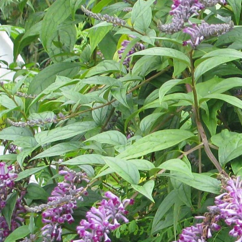 Buddleja lindleyana - Lindleys Sommerflieder (Foliage)