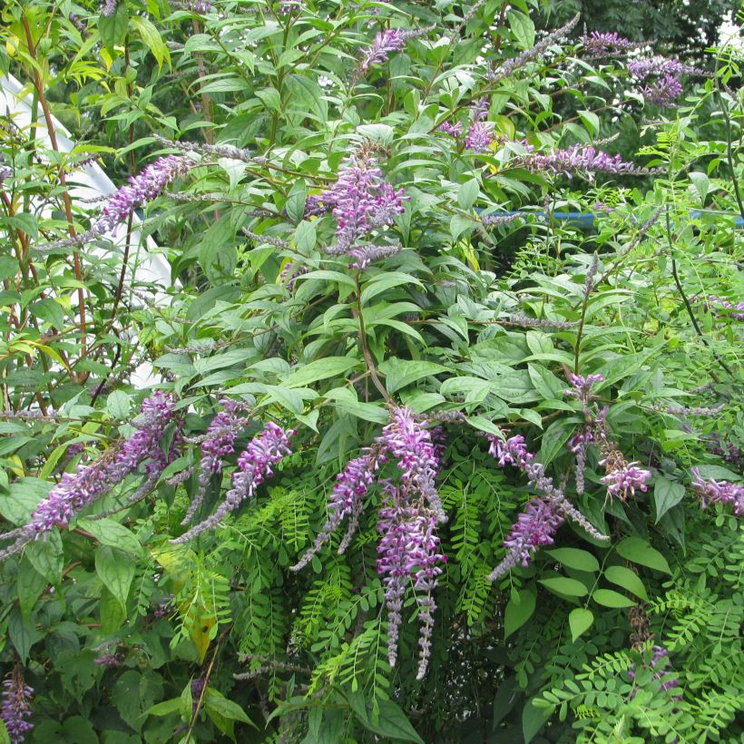Buddleja lindleyana - Lindleys Sommerflieder (Plant habit)