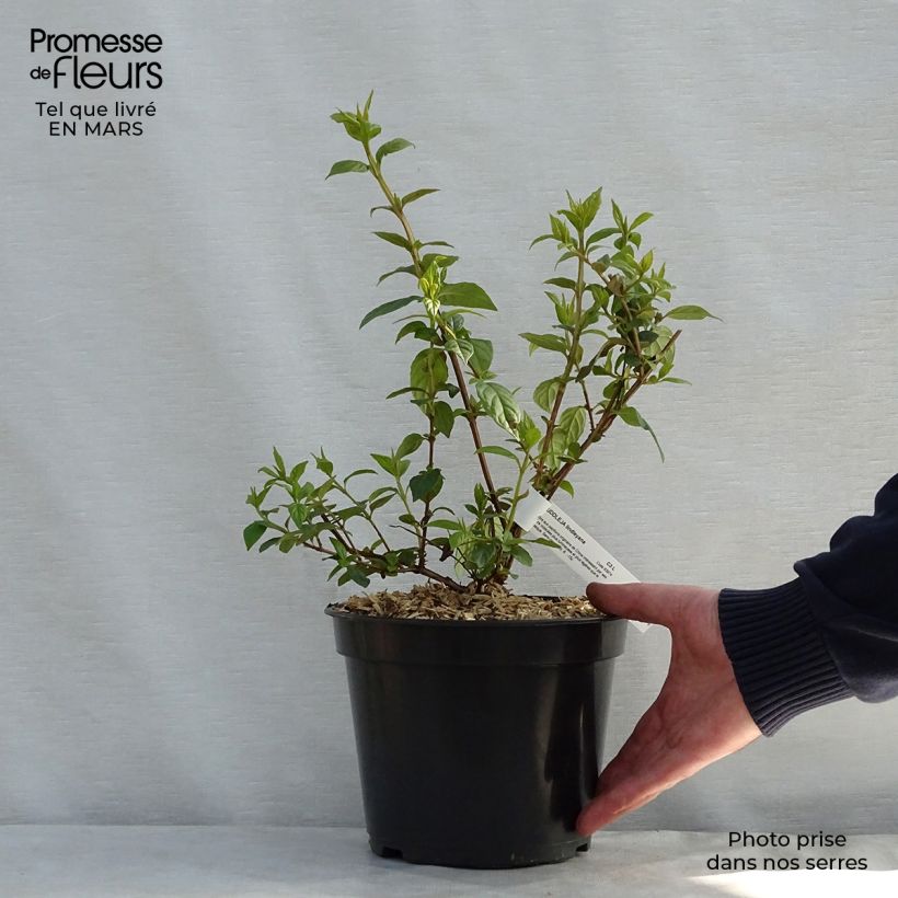 Example of Buddleja lindleyana - Lindleys Sommerflieder Topf mit 4L/5L as you get in printemps