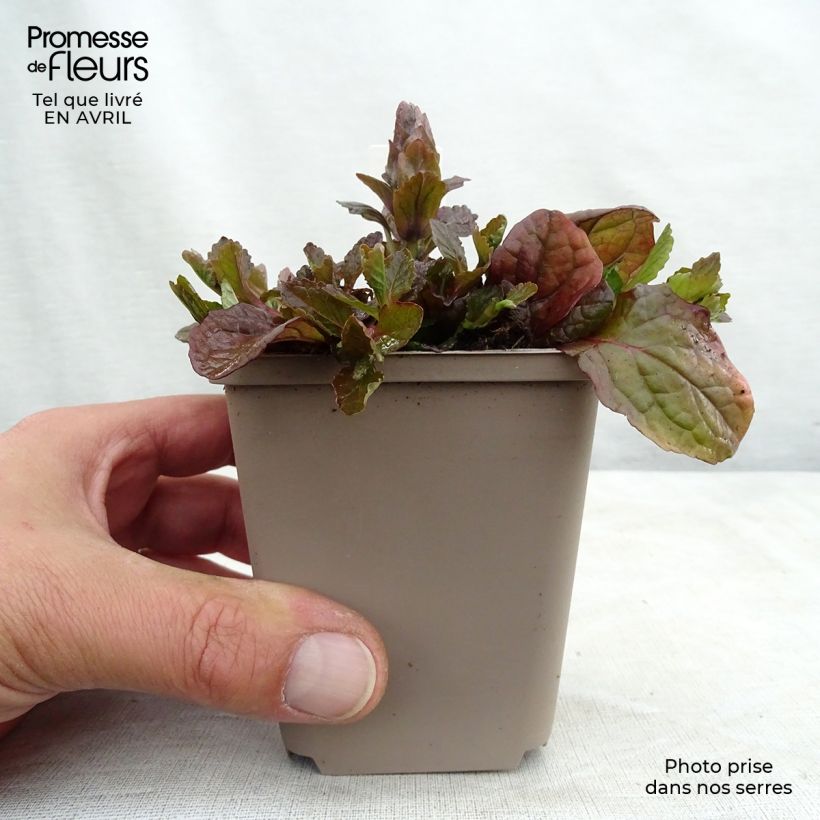 Exemplar von Ajuga reptans Braunherz - Kriechender Günsel Kleine Töpfe von 8/9 cm wie im Frühjahr geliefert
