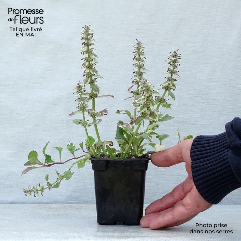 Example of Ajuga reptans Burgundy Glow - Kriechender Günsel Kleine Töpfe von 7/8 cm as you get in printemps