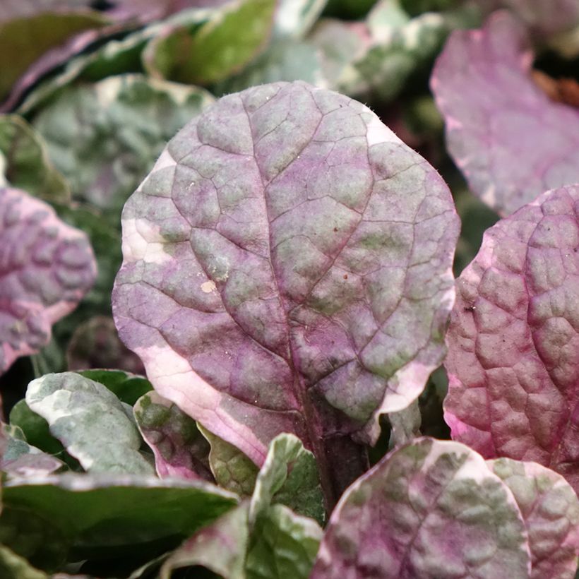 Ajuga reptans Burgundy Glow - Kriechender Günsel (Laub)