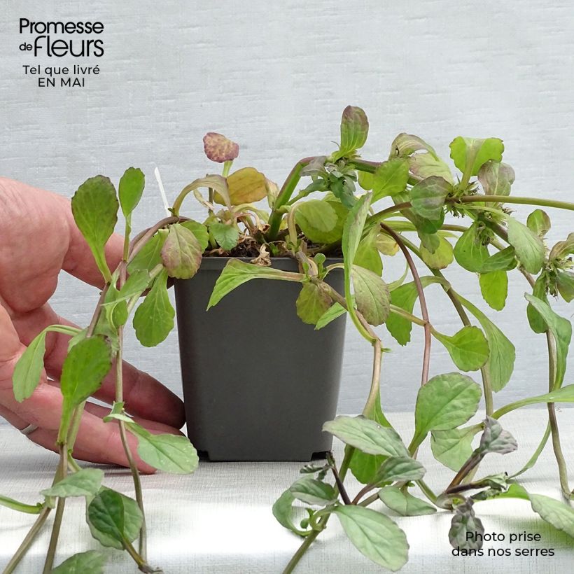 Example of Ajuga reptans Catlin's Giant - Kriechender Günsel Kleine Töpfe von 8/9 cm as you get in printemps