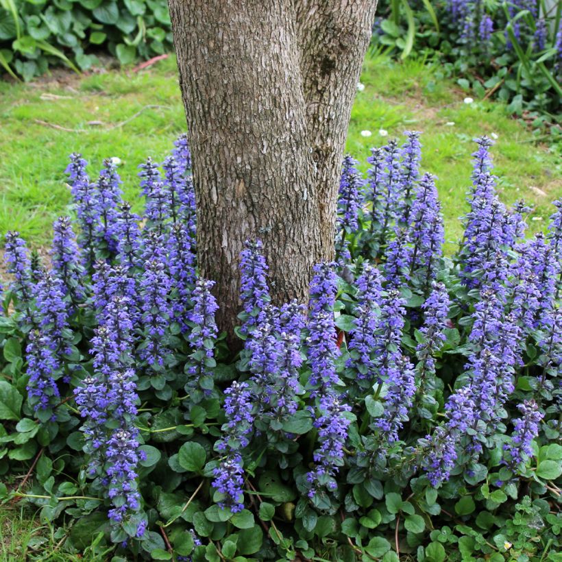 Ajuga reptans Delight - Kriechender Günsel (Wuchs)