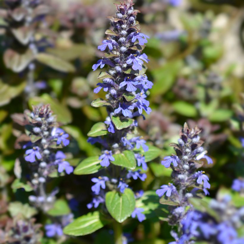 Ajuga reptans Multicolor - Kriechender Günsel (Flowering)
