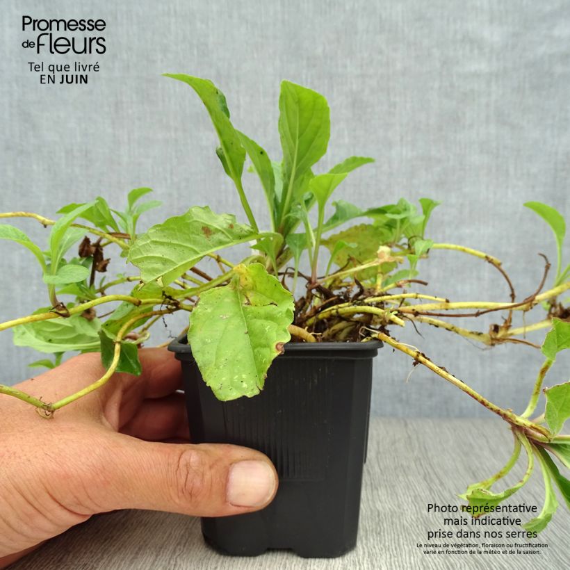 Exemplar von Ajuga reptans Rosea - Kriechender Günsel Kleine Töpfe von 8/9 cm wie im Sommer geliefert