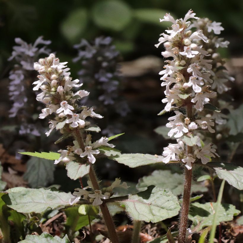 Ajuga reptans Schneekerze - Kriechender Günsel (Blüte)