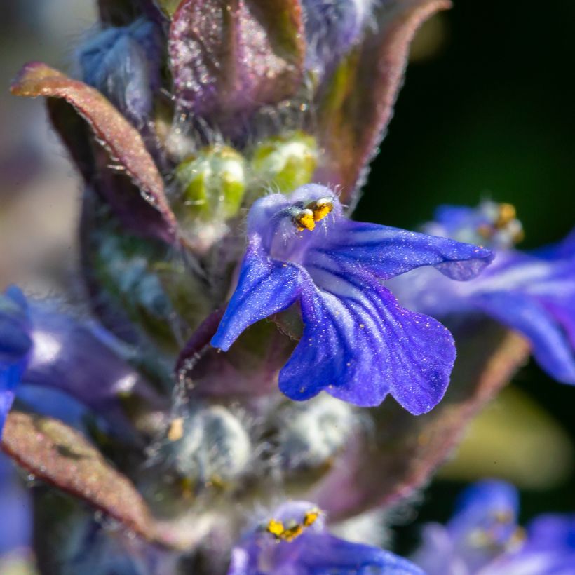 Ajuga reptans - Kriechender Günsel (Flowering)