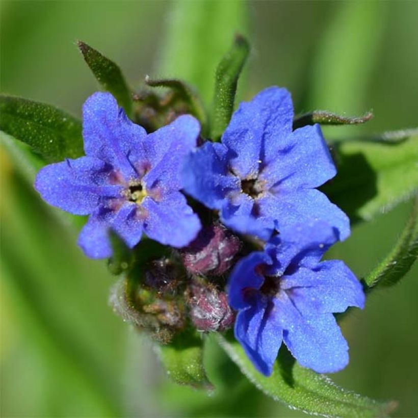 Buglossoides purpurocaerulea - Blauroter Steinsame (Flowering)