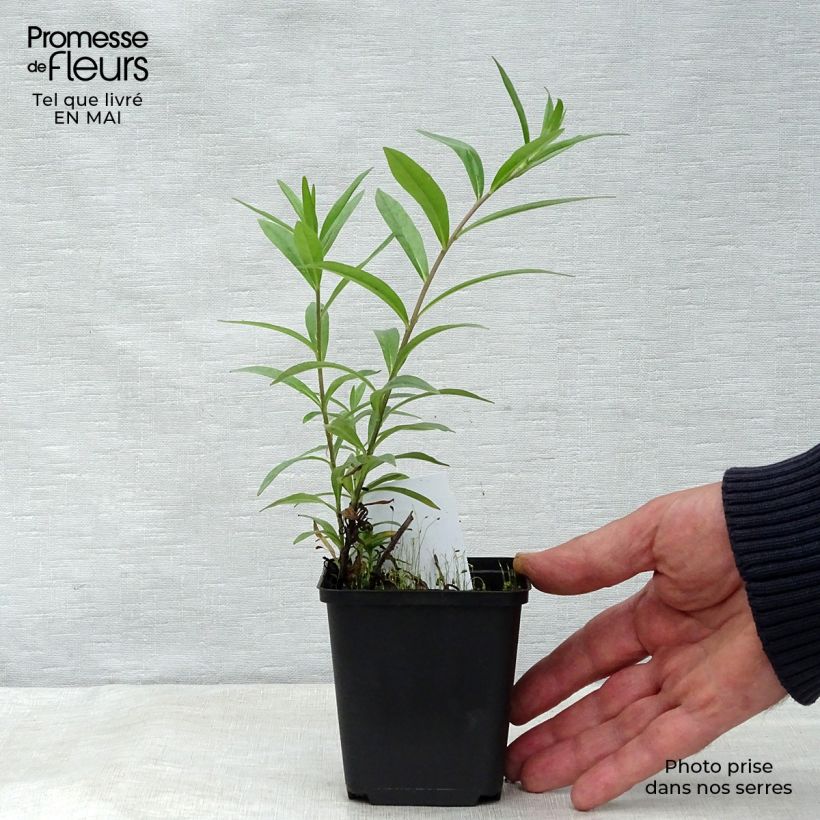 Example of Buglossoides purpurocaerulea - Blauroter Steinsame Kleine Töpfe von 8/9 cm as you get in printemps