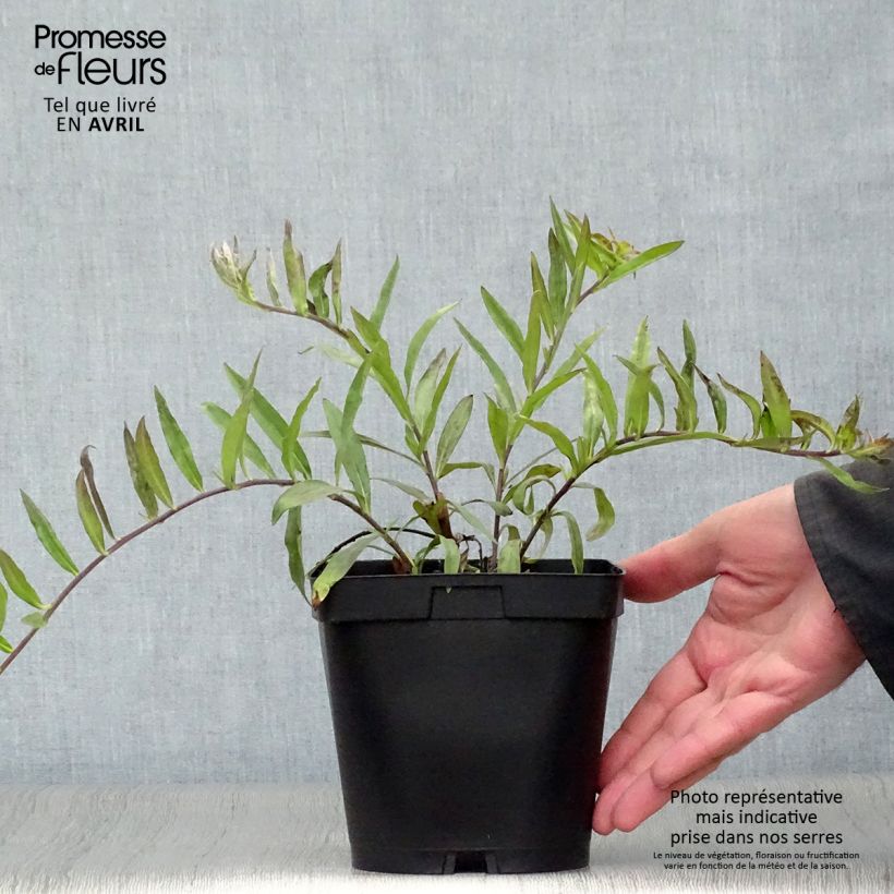 Example of Buglossoides purpurocaerulea - Blauroter Steinsame Topf mit 2L/3L as you get in printemps