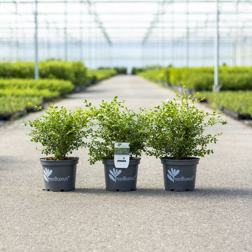 Buis - Buxus Betterbuxus Babylon Beauty (Wuchs)