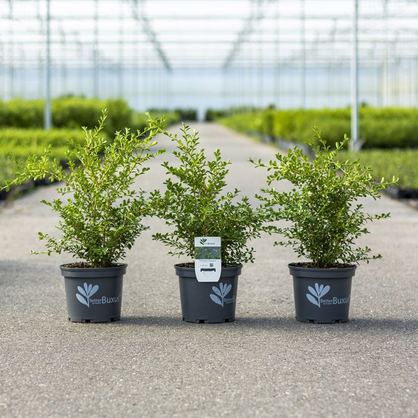 Buis - Buxus Betterbuxus Renaissance (Wuchs)