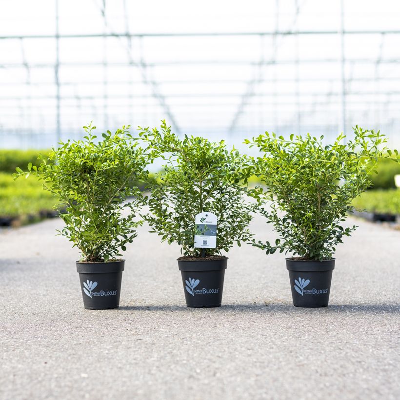 Buis - Buxus Betterbuxus Skylight (Wuchs)