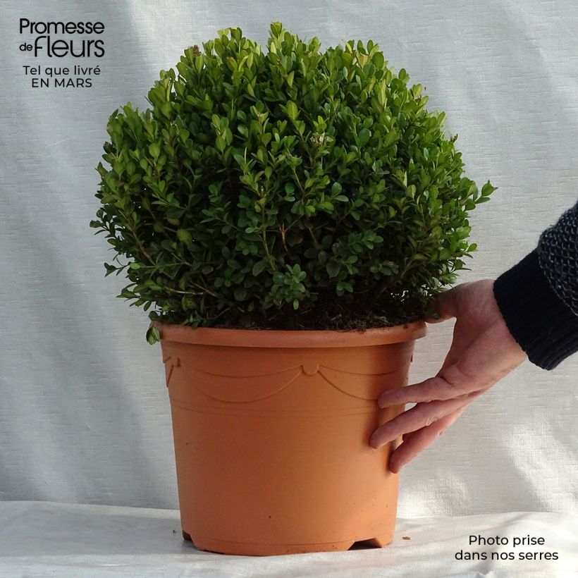 Example of Buxus microphylla Faulkner - Kleinblättriger Buchsbaum Topf mit 7,5L/10L, Kugel as you get in printemps
