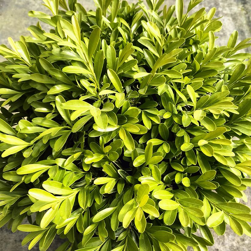 Buis - Buxus sinica var. insularis Mipo (Laub)