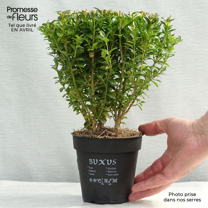 Exemplar von Buxus sempervirens - Buschbaum Topf 12 cm / 13 cm wie im Frühjahr geliefert