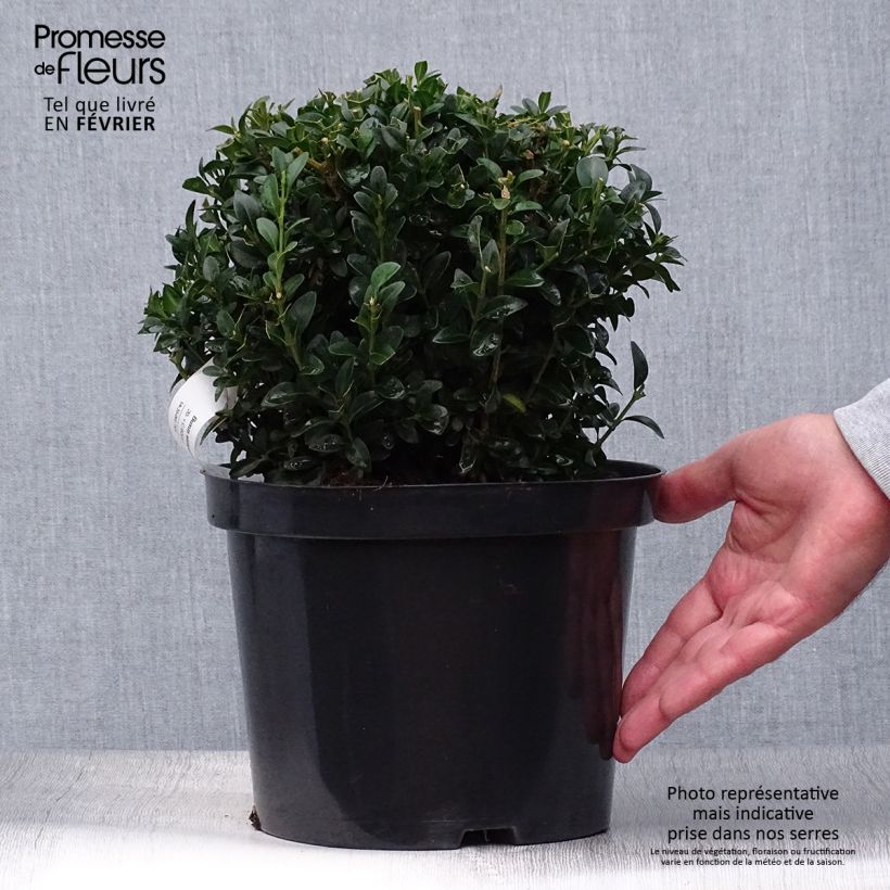 Exemplar von Buxus sempervirens - Kugelbuchsbaum Topf mit 2L/3L, Kugel wie im Herbst geliefert